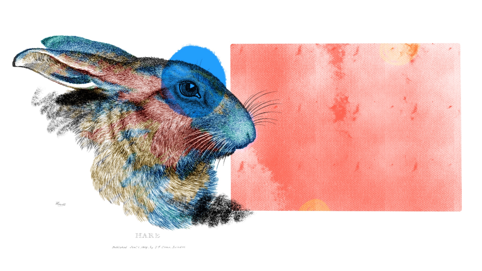 an illustrated rabbit in profile